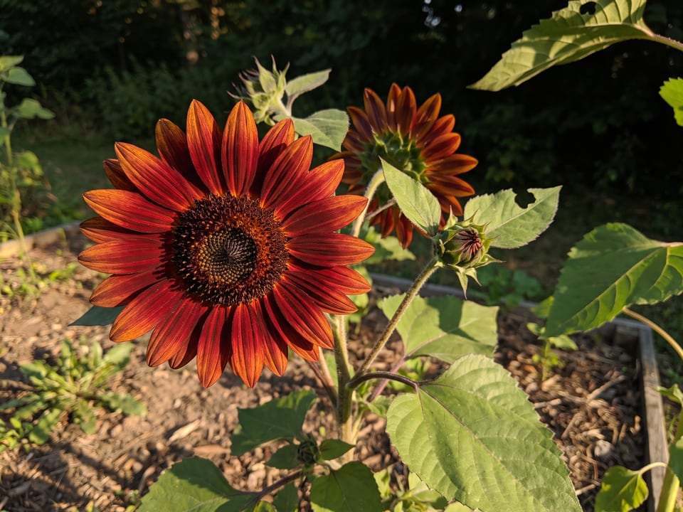 A Velvet Queen sunflower flower up close on the plant