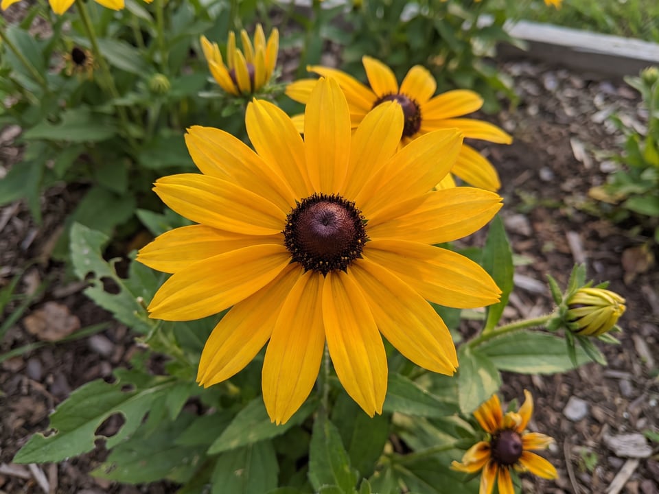 A Viette's Little Suzy black-eyed Susan flower up close on the plant