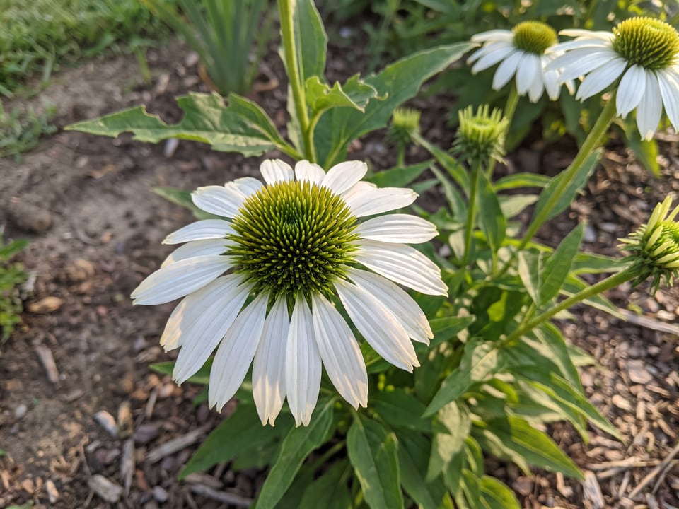 A Virgin coneflower flower up close on the plant