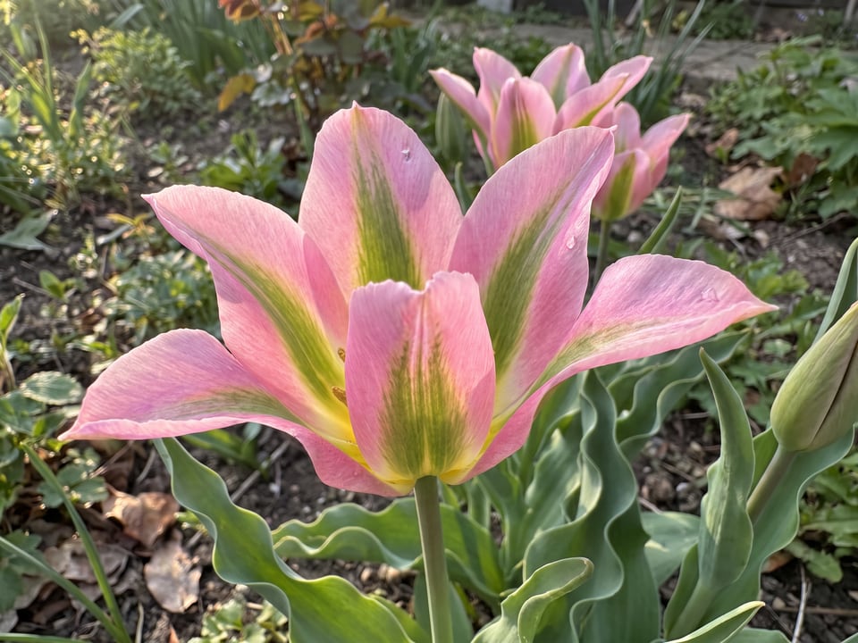 A Virichic tulip flower up close on the plant