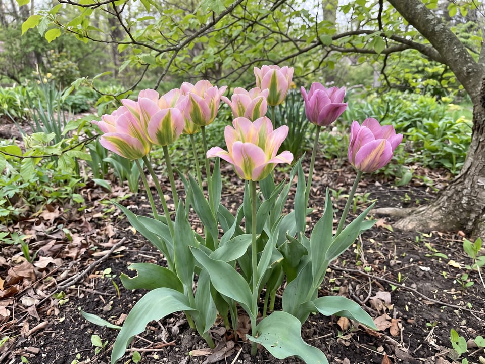 Virichic tulip plants in bloom in a garden
