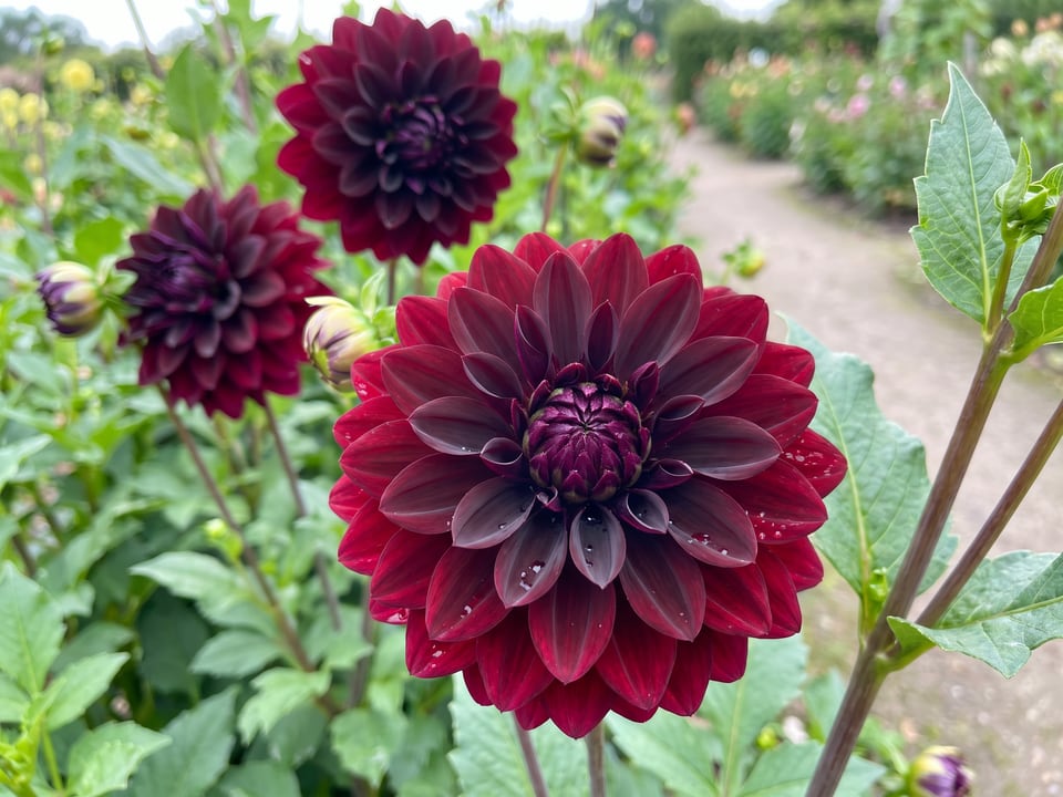 A Voodoo dahlia flower up close on the plant