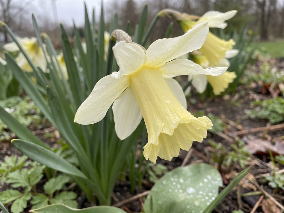 A W.P. Milner daffodil flower up close on the plant