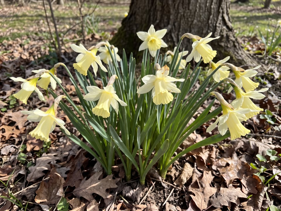 W.P. Milner daffodil plants in bloom in a garden
