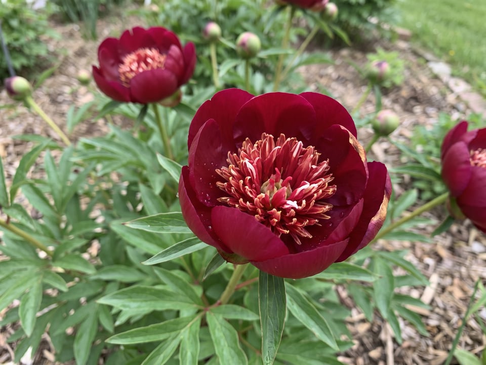 A Walter Mains peony flower up close on the plant