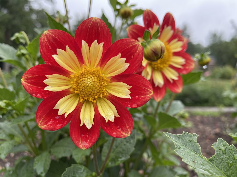 A Wheels dahlia flower up close on the plant