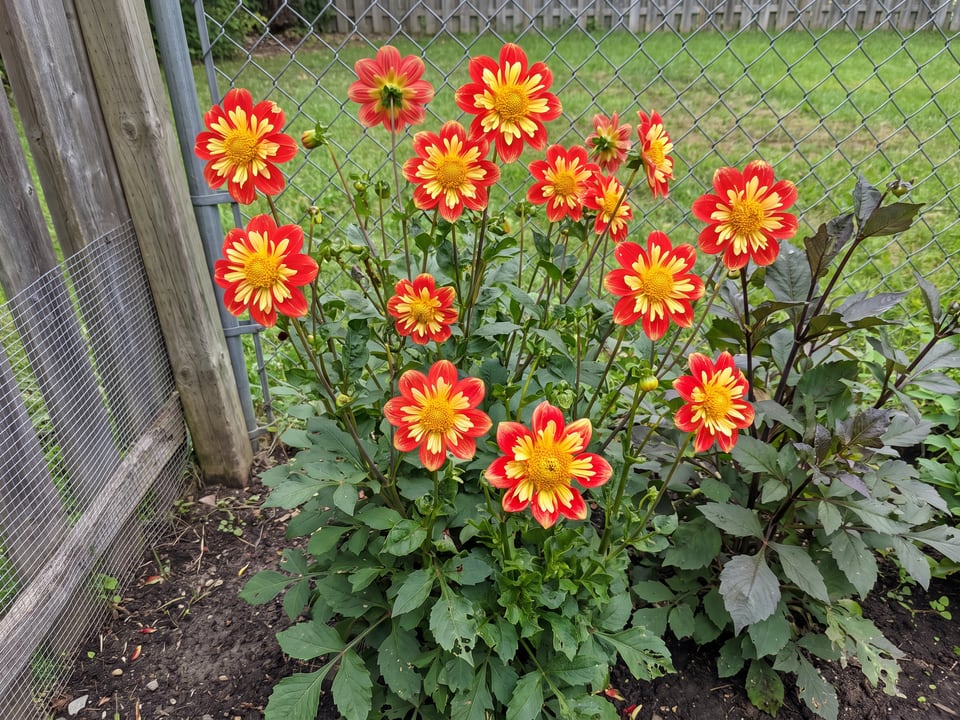 Wheels dahlia plants in bloom in a garden