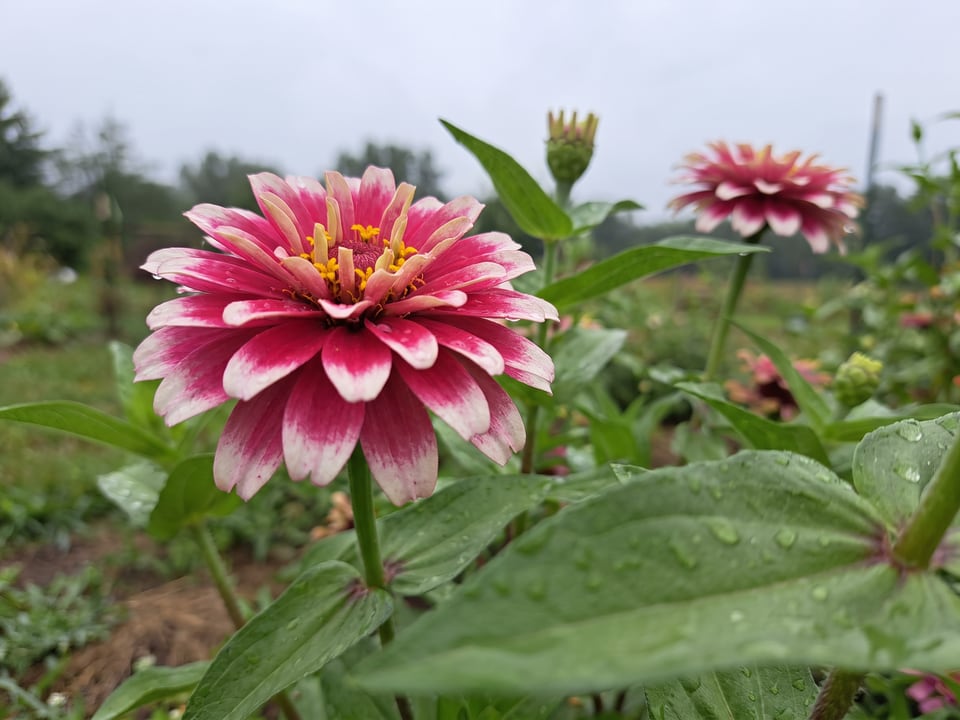 A Whirligig zinnia flower up close on the plant