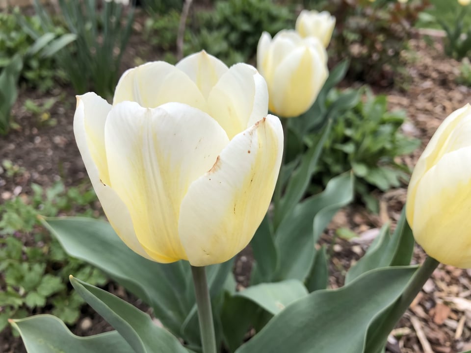 A White Emperor tulip flower up close on the plant