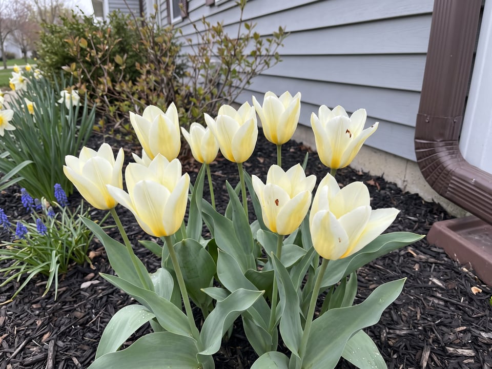 White Emperor tulip plants in bloom in a garden
