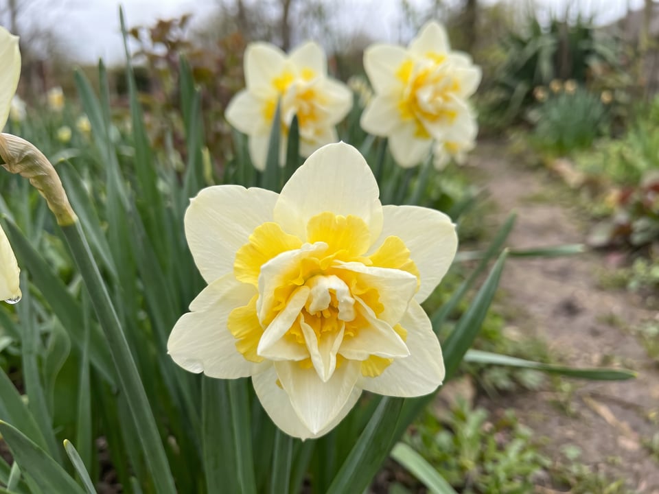 A White Lion daffodil flower up close on the plant
