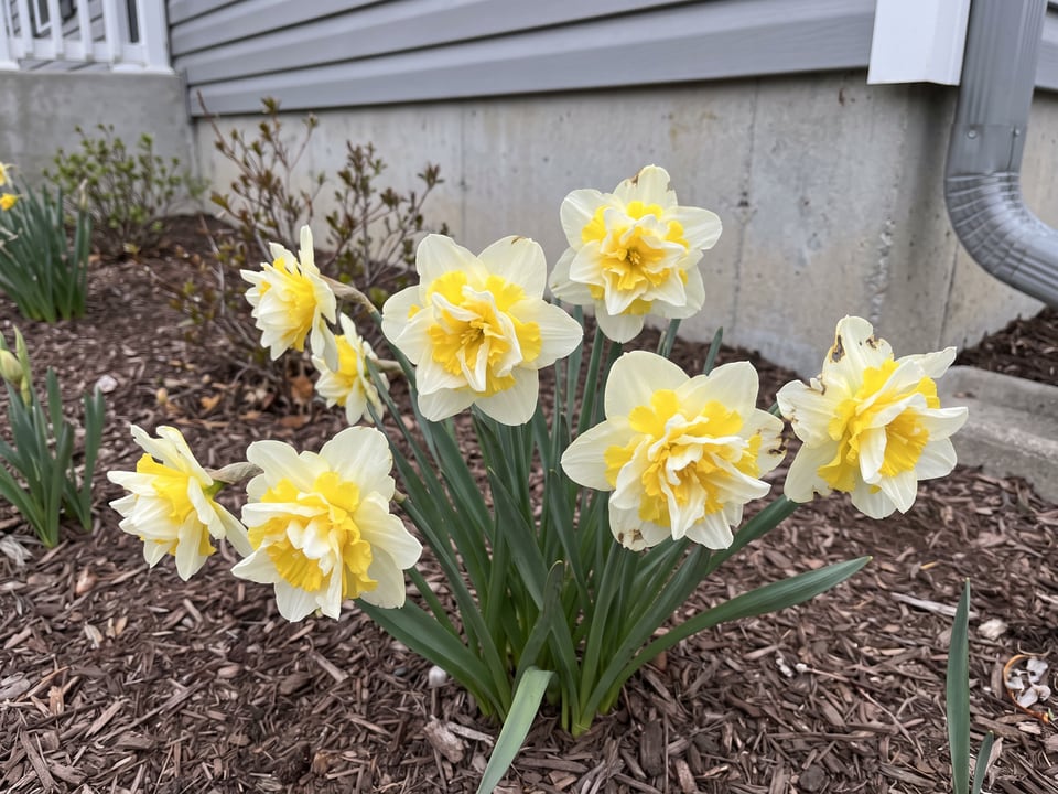 White Lion daffodil plants in bloom in a garden