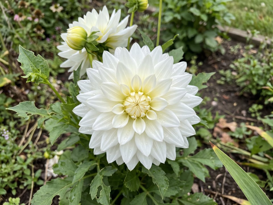 A White Perfection dahlia flower up close on the plant