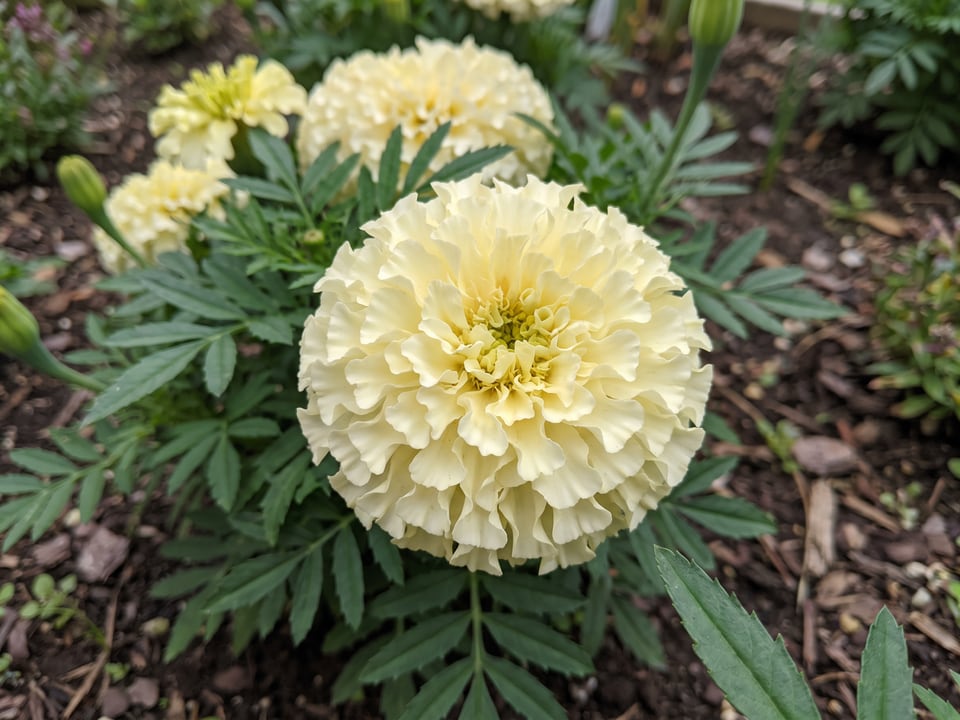 A White Swan marigold flower up close on the plant