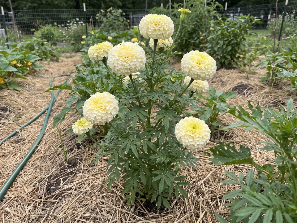White Swan marigold plants in bloom in a garden