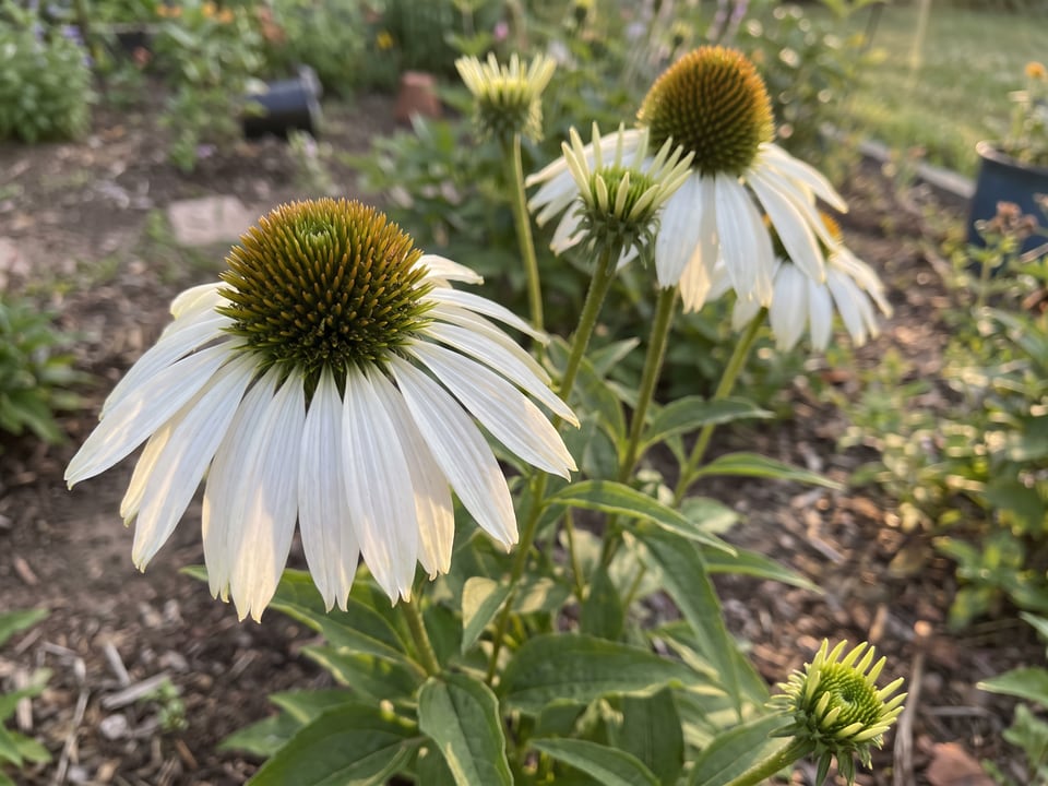 A White Swan coneflower flower up close on the plant