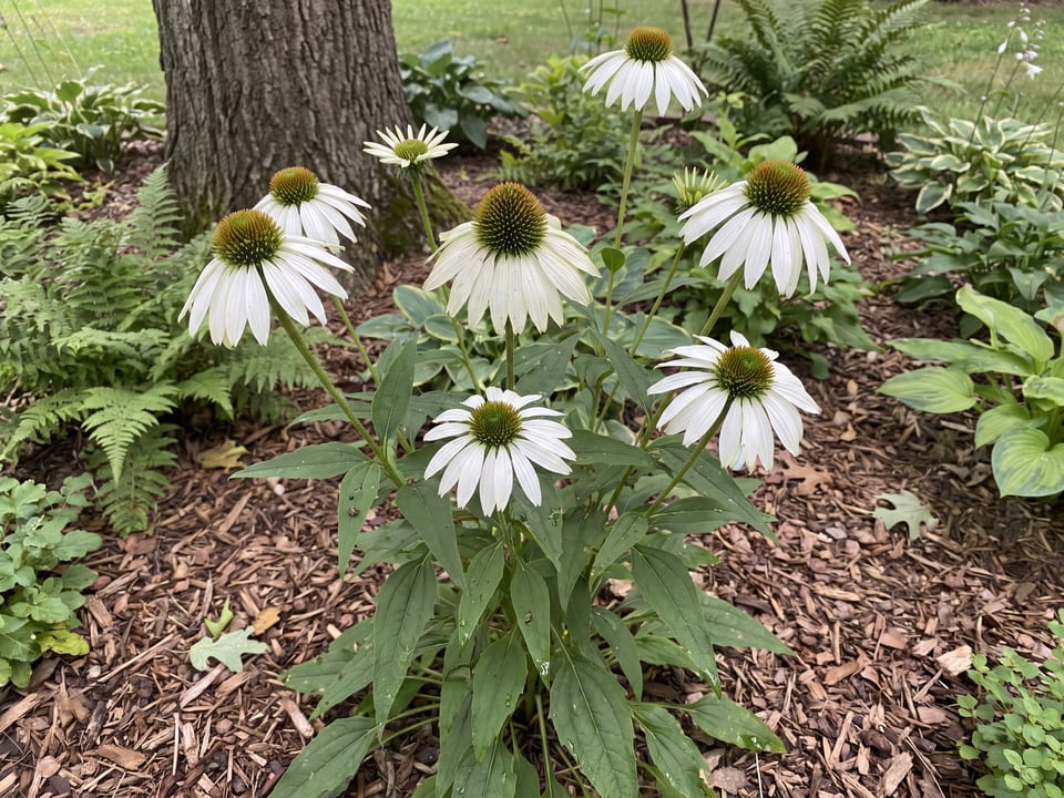 White Swan coneflower plants in bloom in a garden
