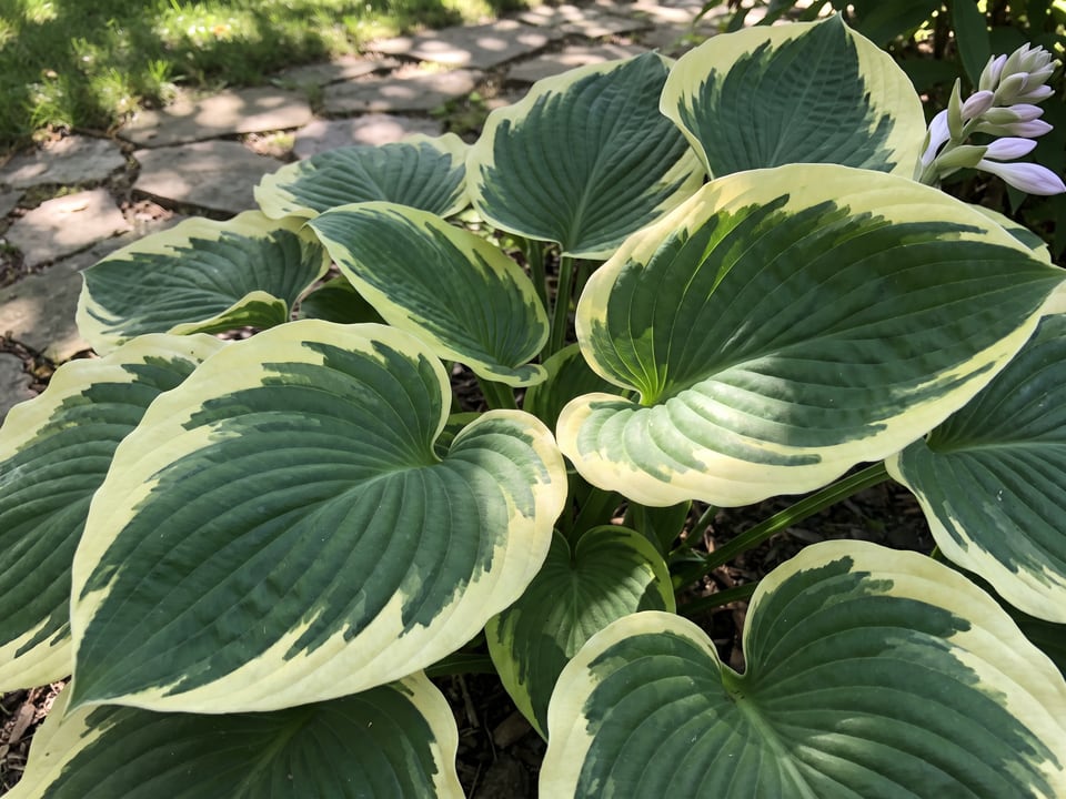 Leaves of Wide Brim hosta up close