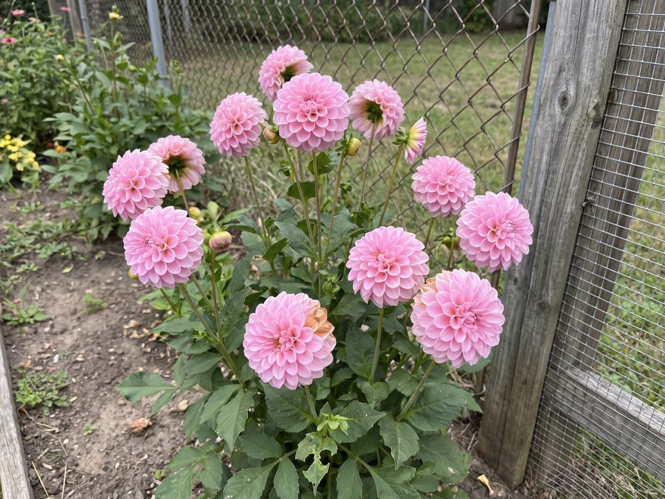 Wizard of Oz dahlia plants in bloom in a garden