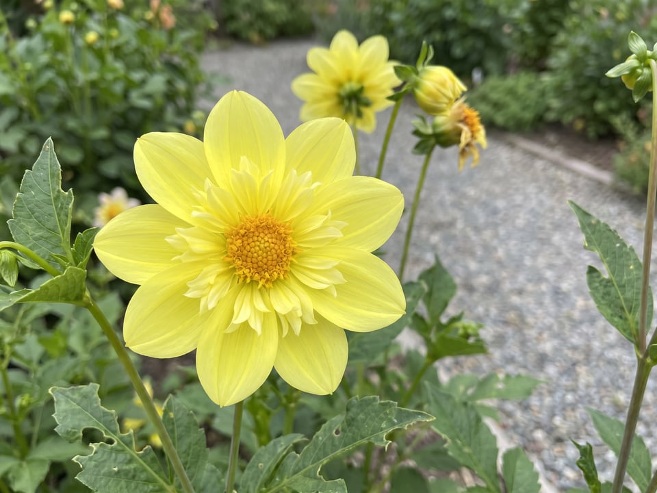 A Yellow Bird dahlia flower up close on the plant
