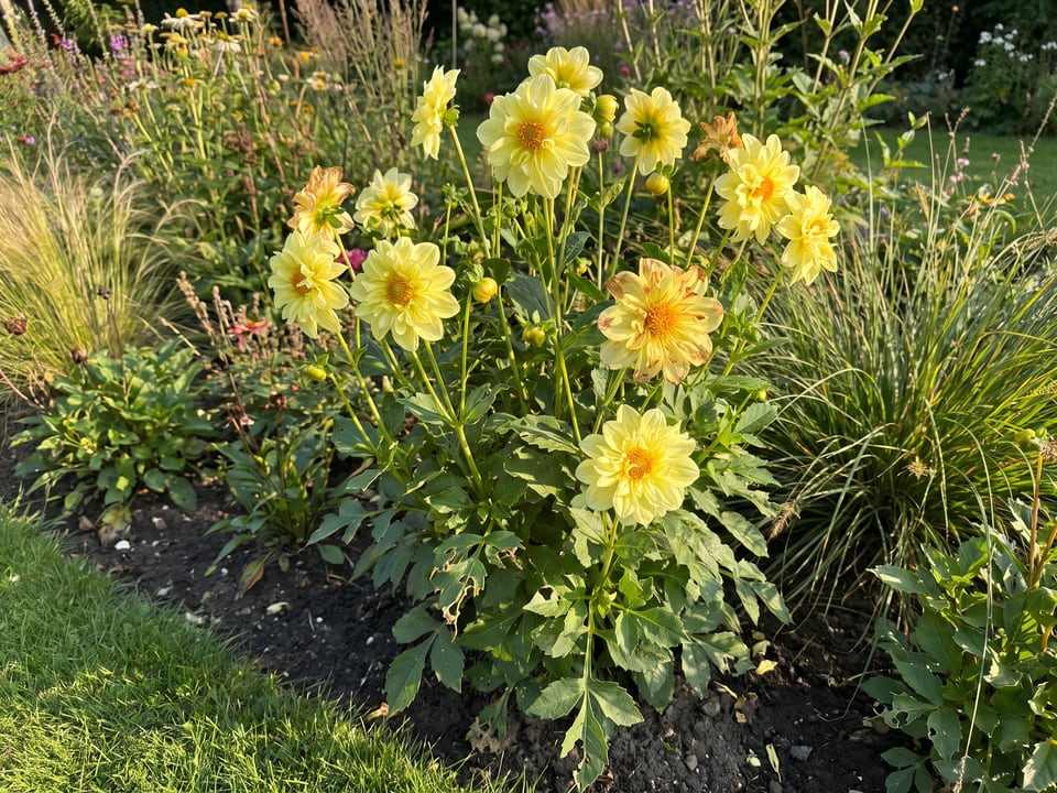 Yellow Bird dahlia plants in bloom in a garden