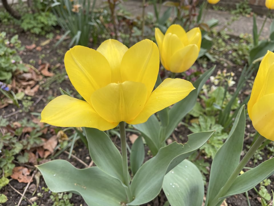 A Yellow Purissima tulip flower up close on the plant