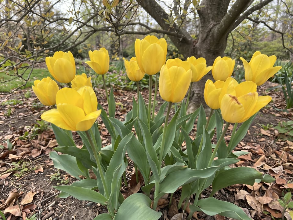 Yellow Purissima tulip plants in bloom in a garden