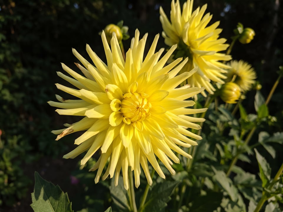 A Yellow Star dahlia flower up close on the plant