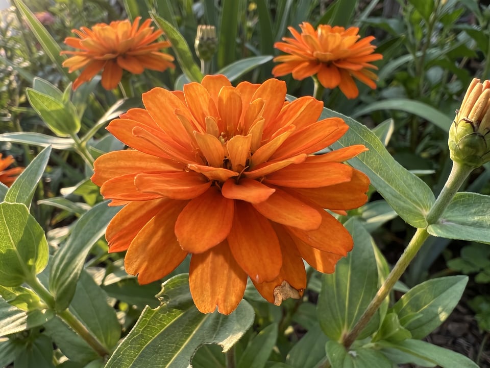 A Zahara zinnia flower up close on the plant