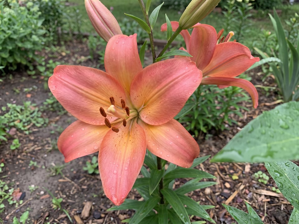 A Zelmira lily flower up close on the plant