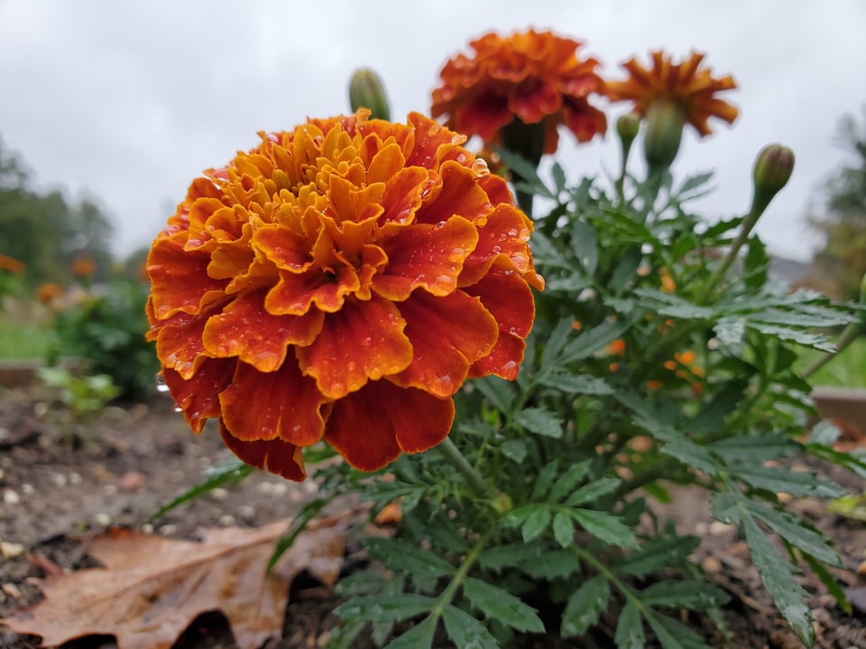 A Zenith marigold flower up close on the plant