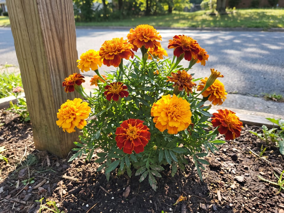 Zenith marigold plants in bloom in a garden