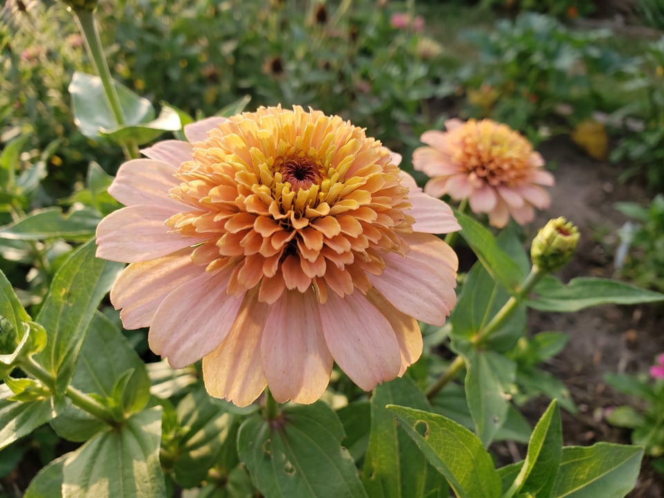 A Zinderella zinnia flower up close on the plant