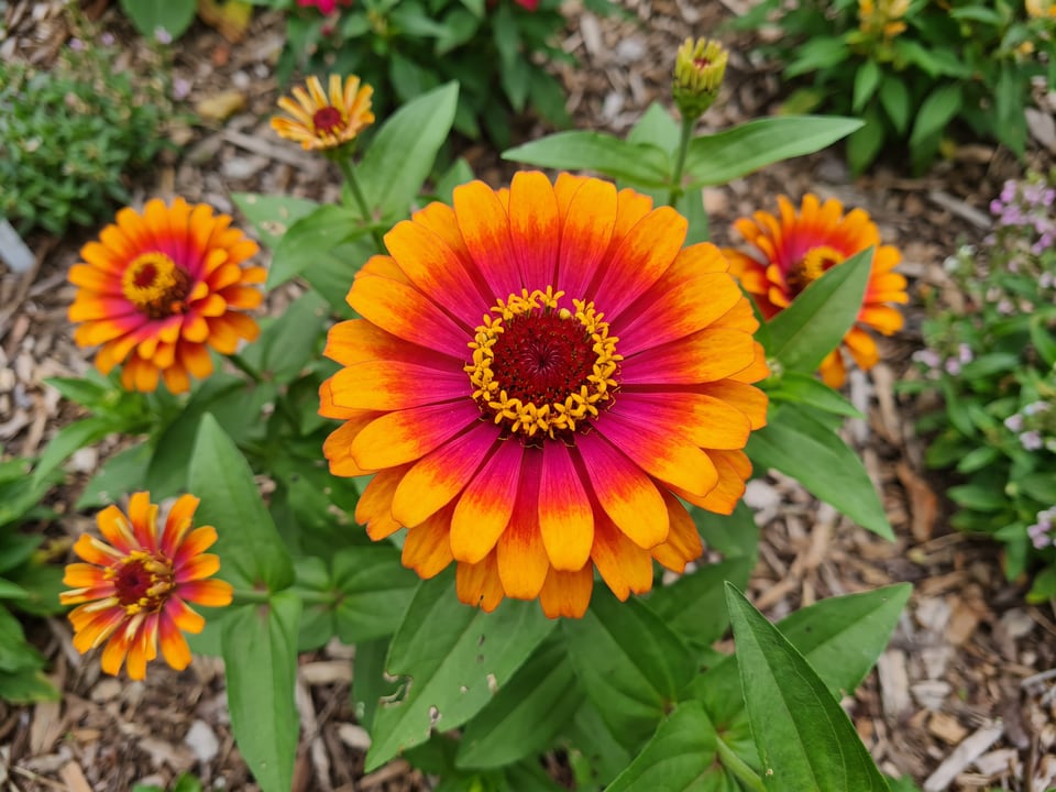 A Zowie! Yellow Flame zinnia flower up close on the plant