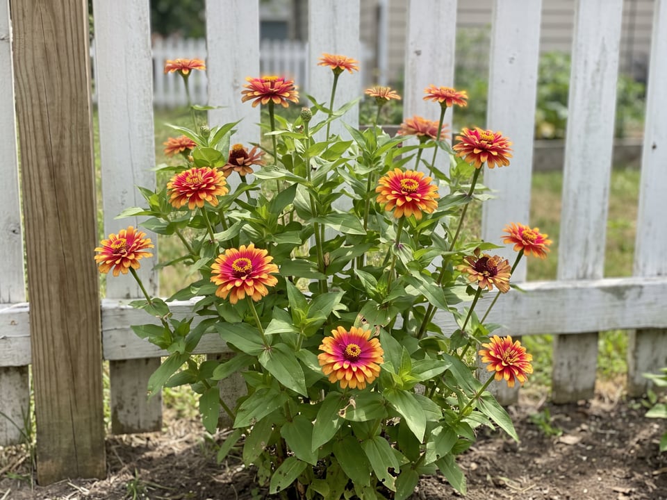 Zowie! Yellow Flame zinnia plants in bloom in a garden